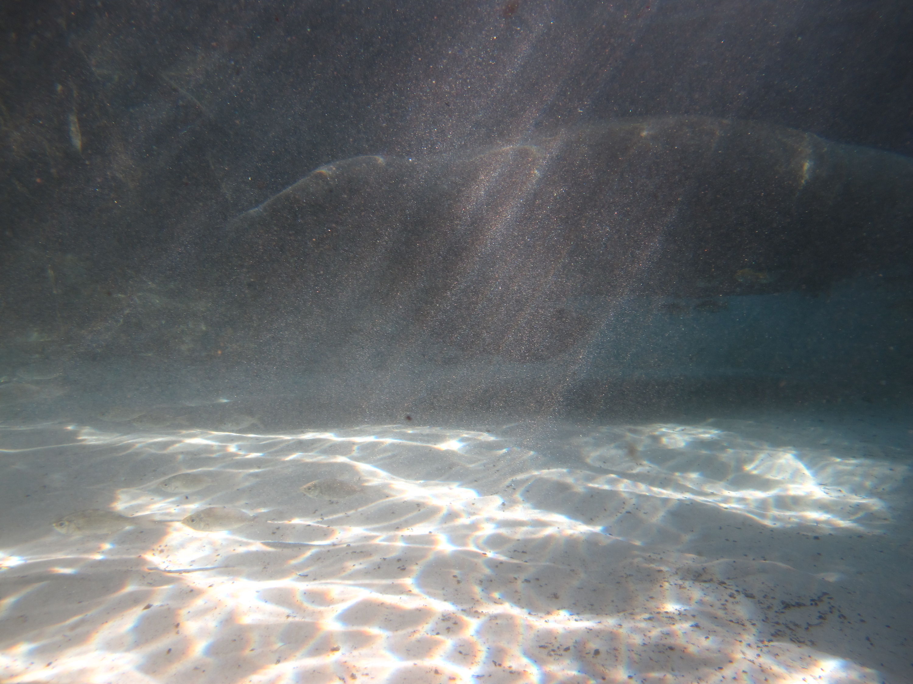 2010-01-22 Three Sisters Spring - Manatee