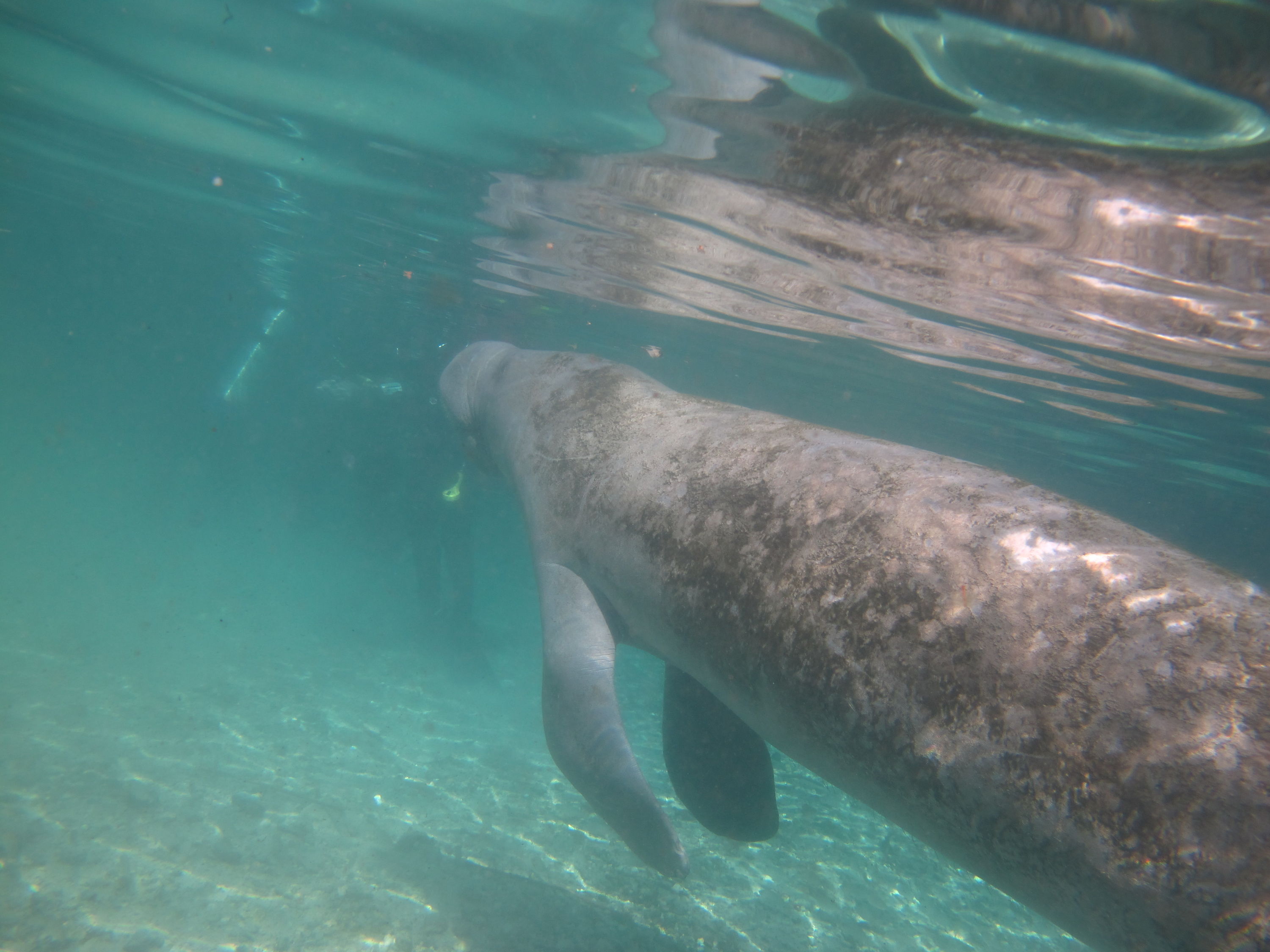 2010-01-22 Three Sisters Springs - Manatee