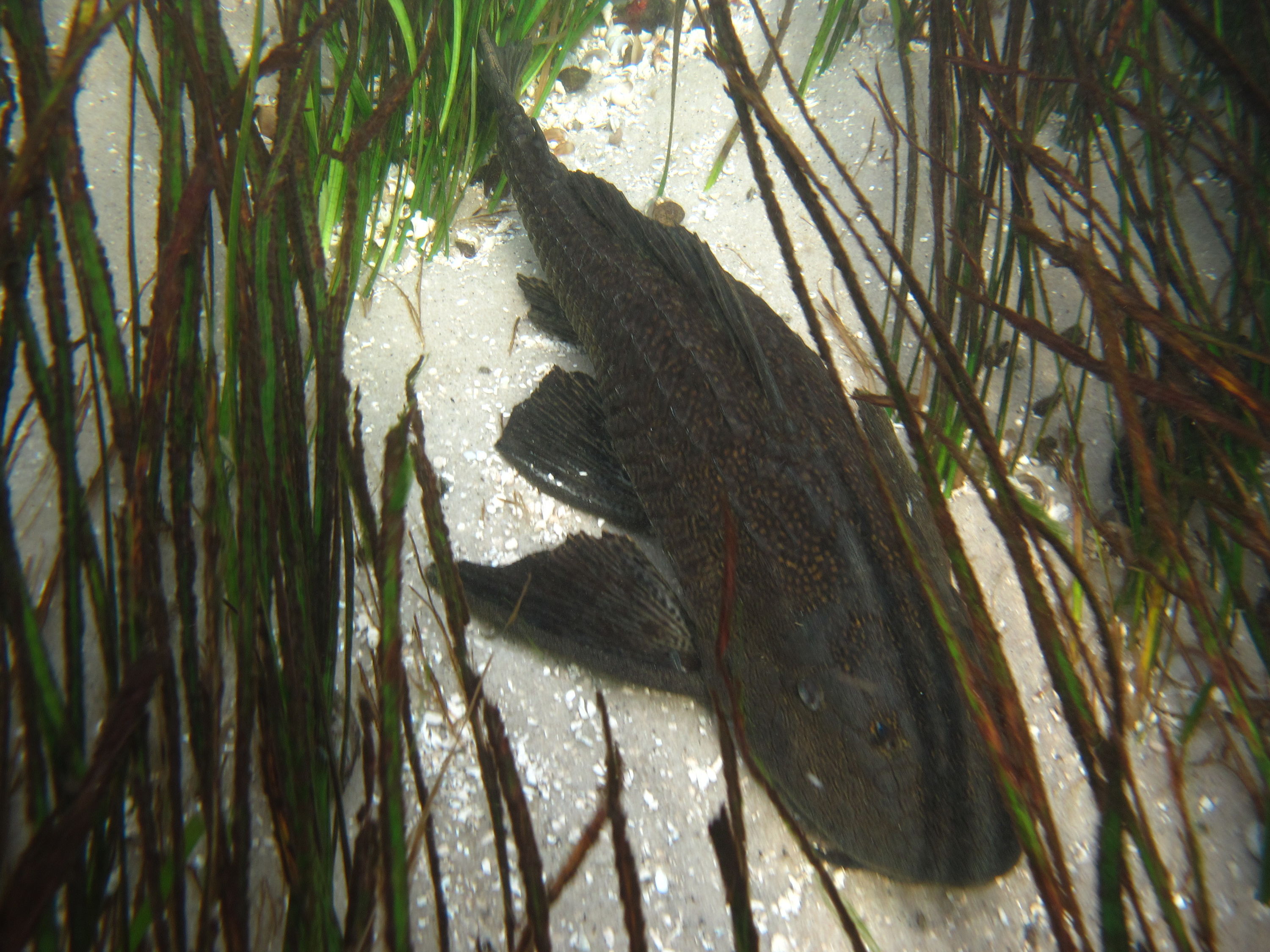 2010-01-23 Silver River - Armored Catfish