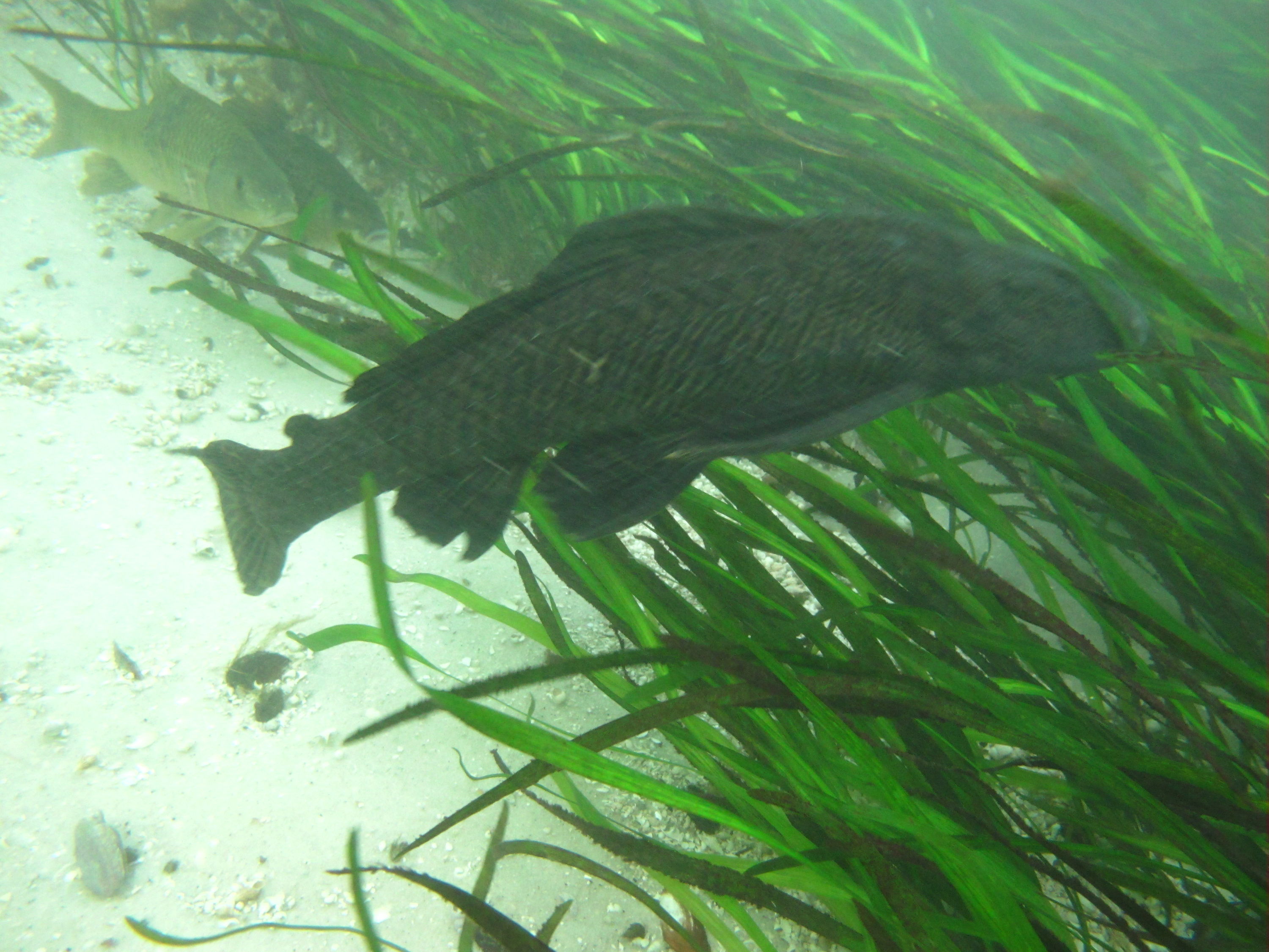 2010-01-23 Silver River - Armored Catfish