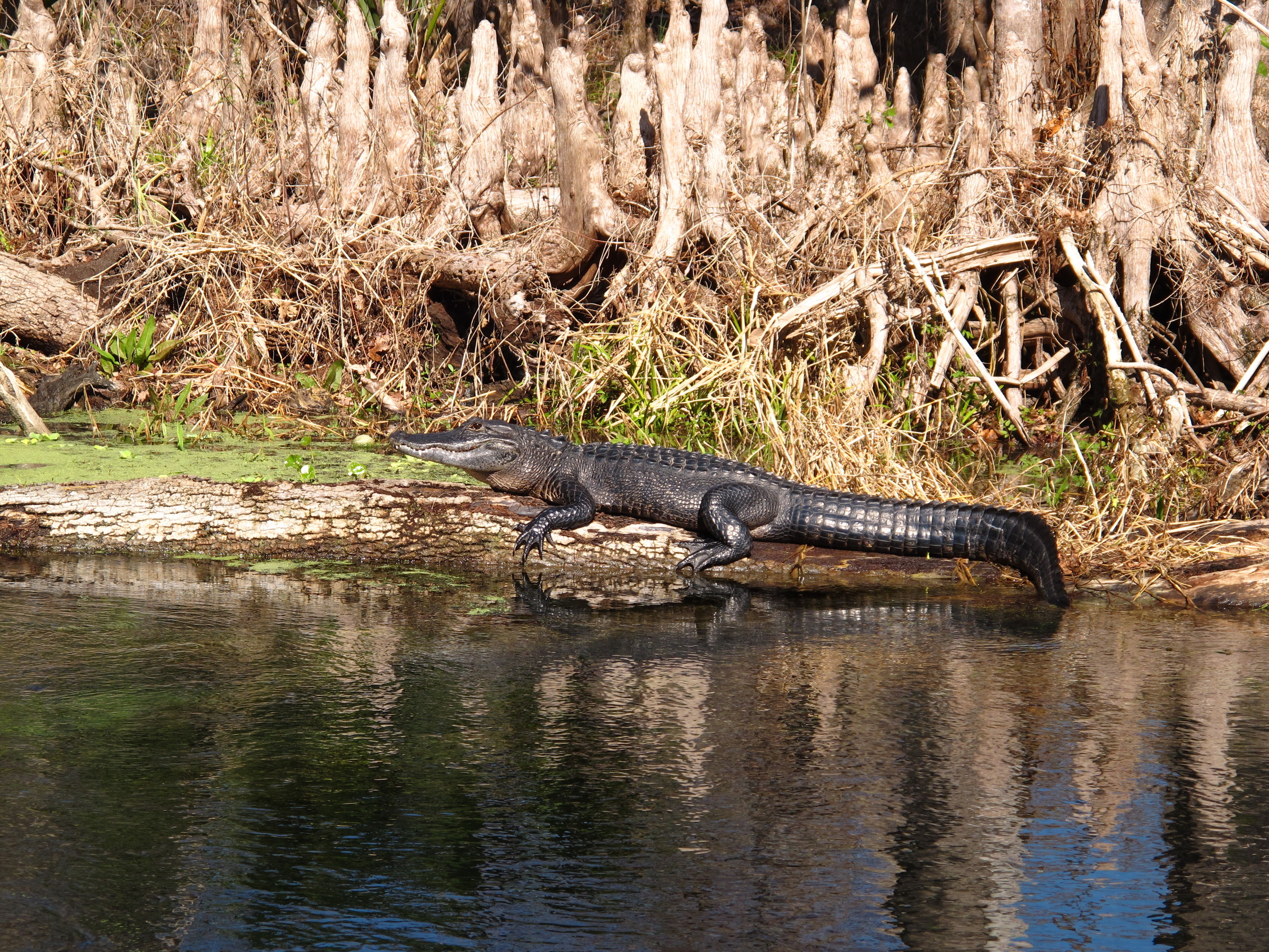 2010-01-23 Silver River - Big Gator Sunning