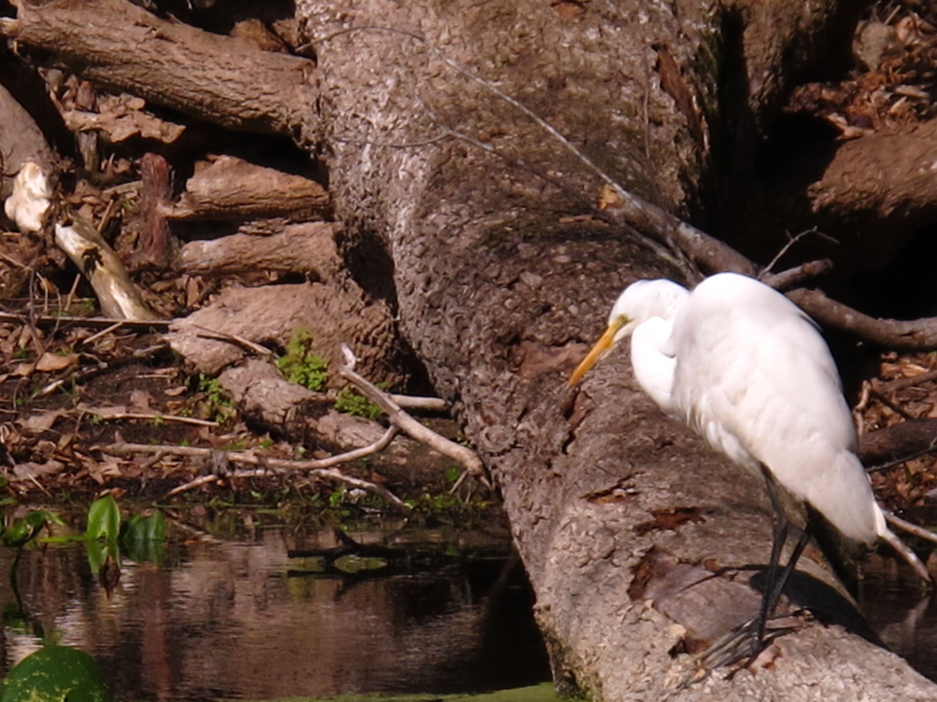 2010-01-23 Silver River - Egret