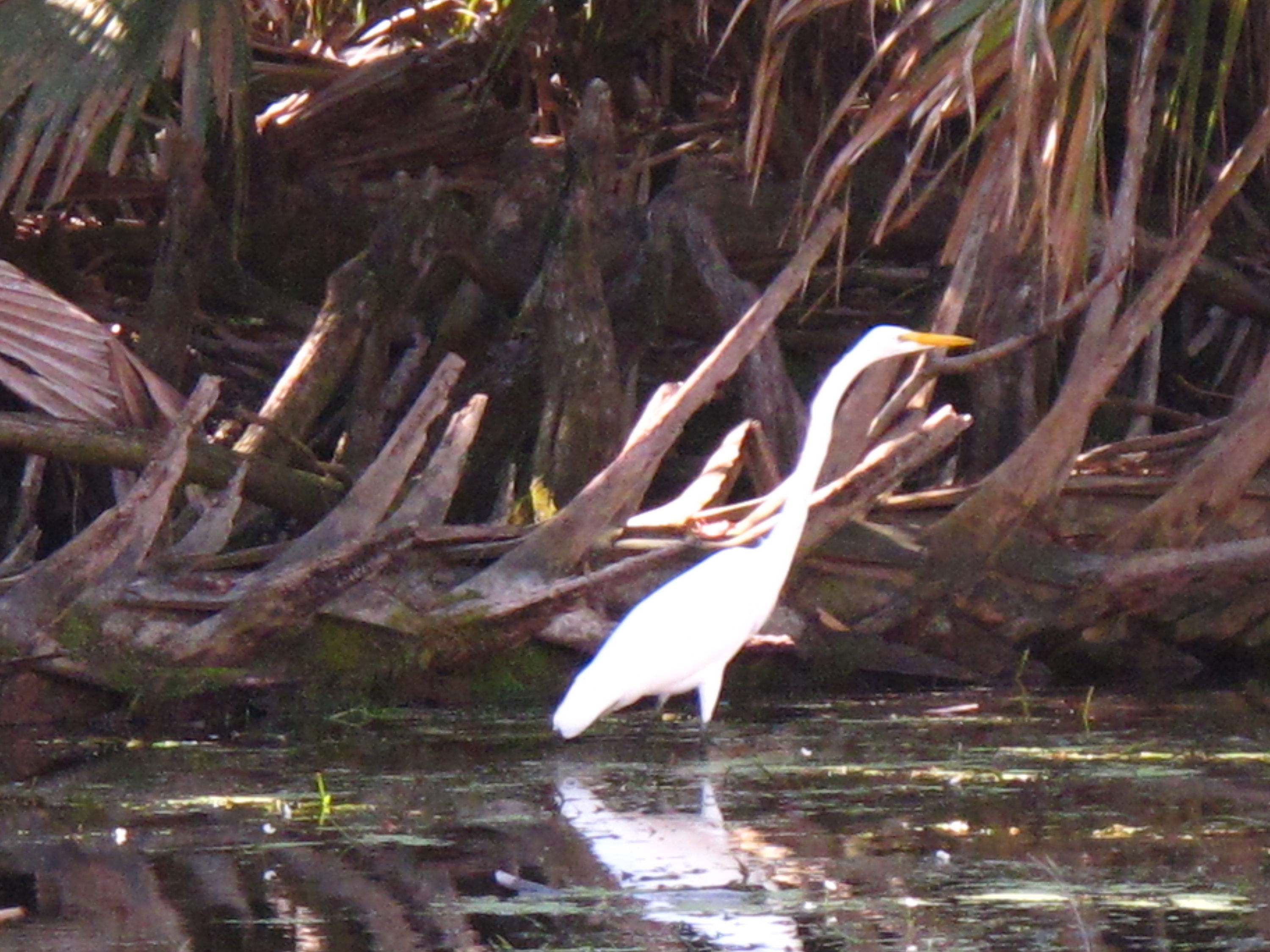 2010-01-23 Silver River - Egret