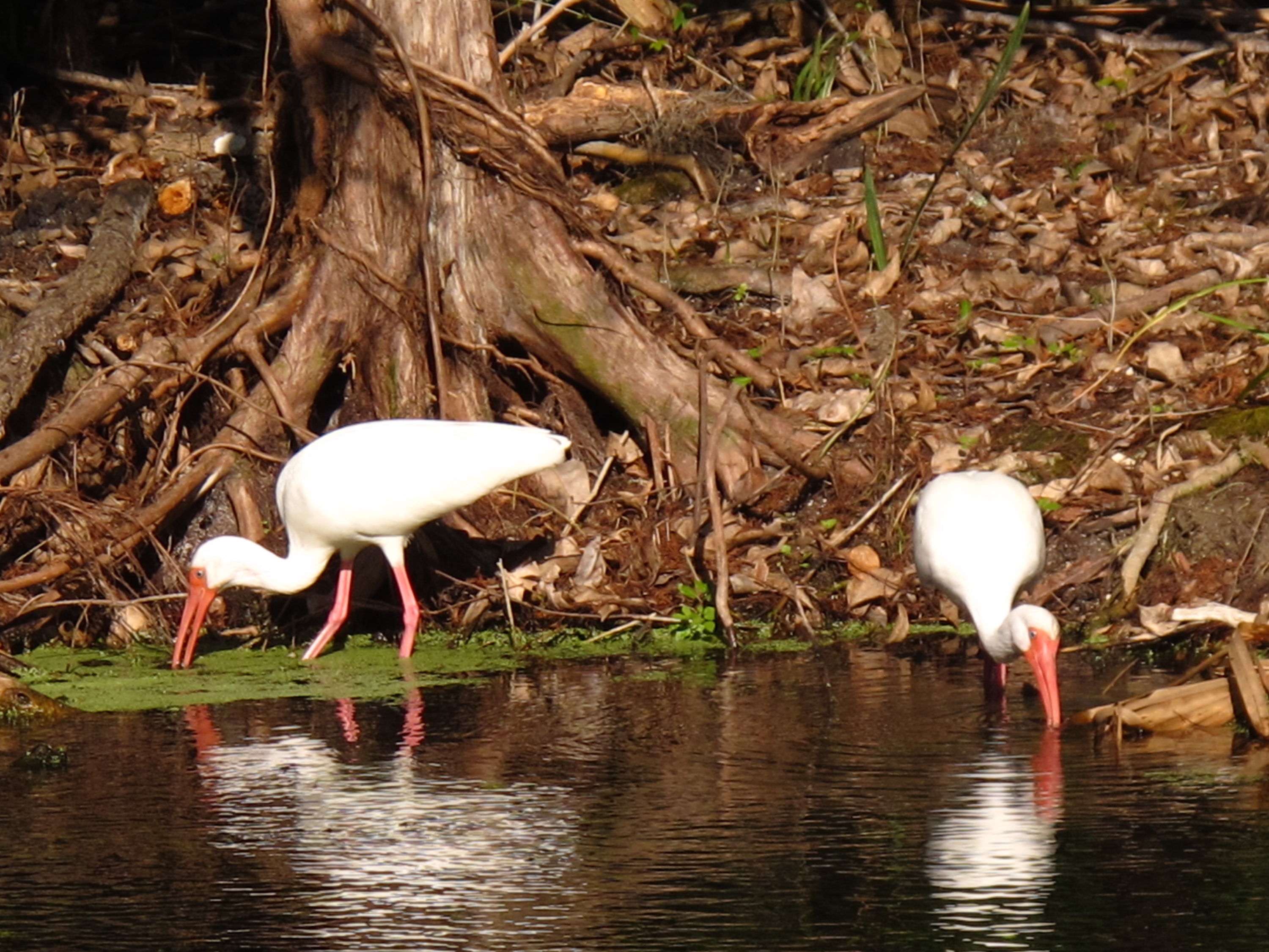 2010-01-23 Silver River - Ibis Feeding