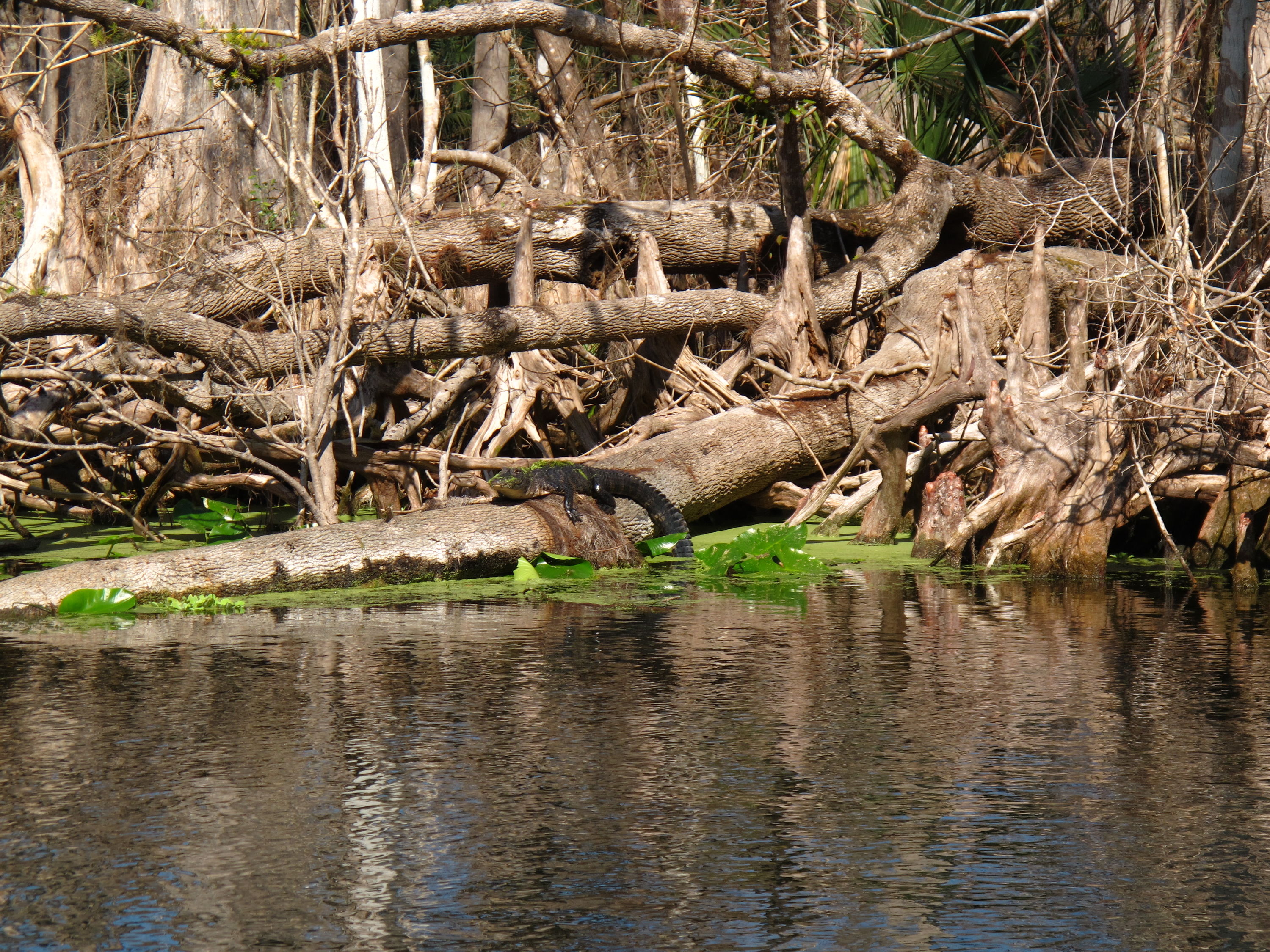 2010-01-23 Silver River - Little Gator