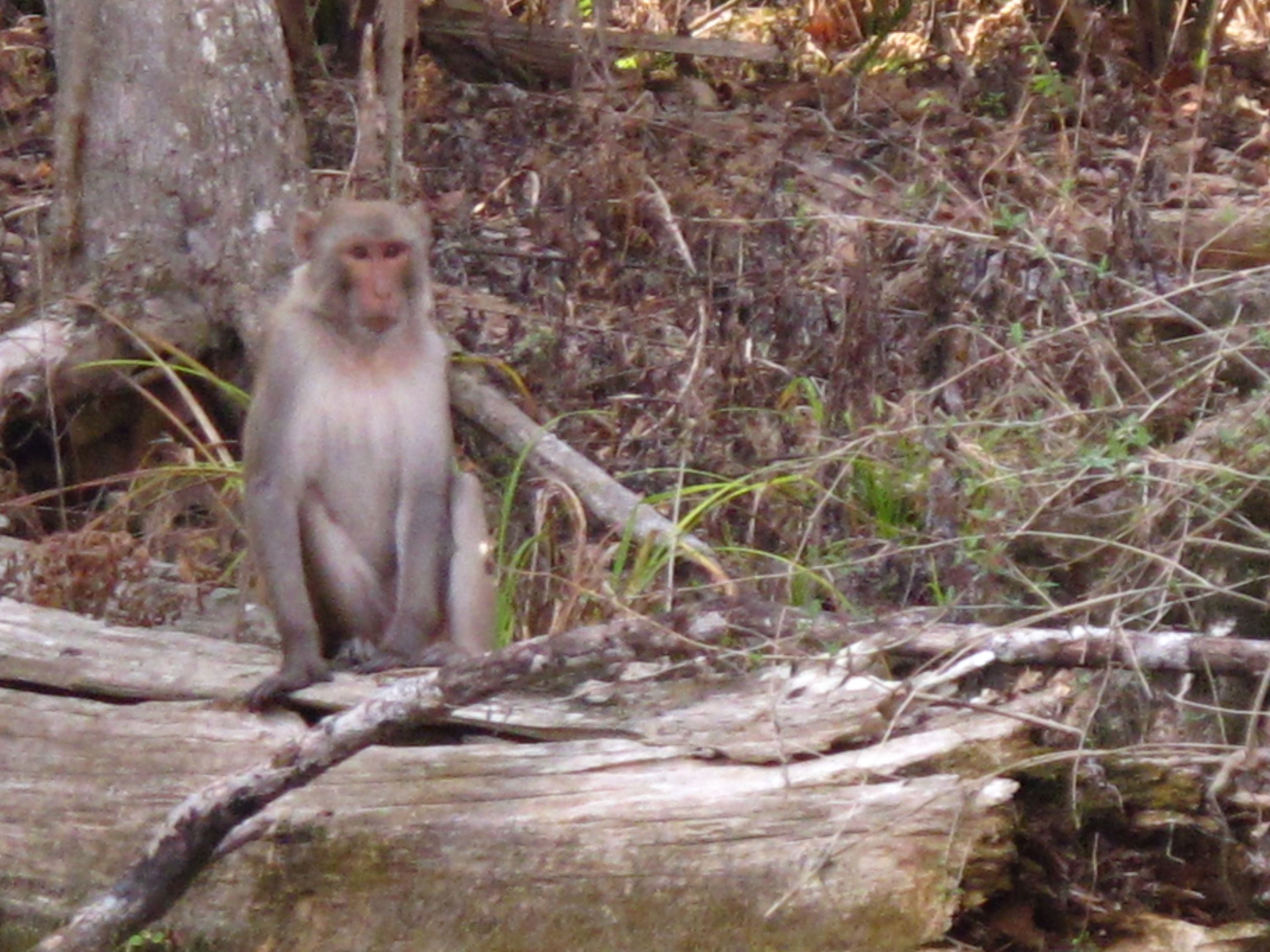 2010-01-23 Silver River - Monkey