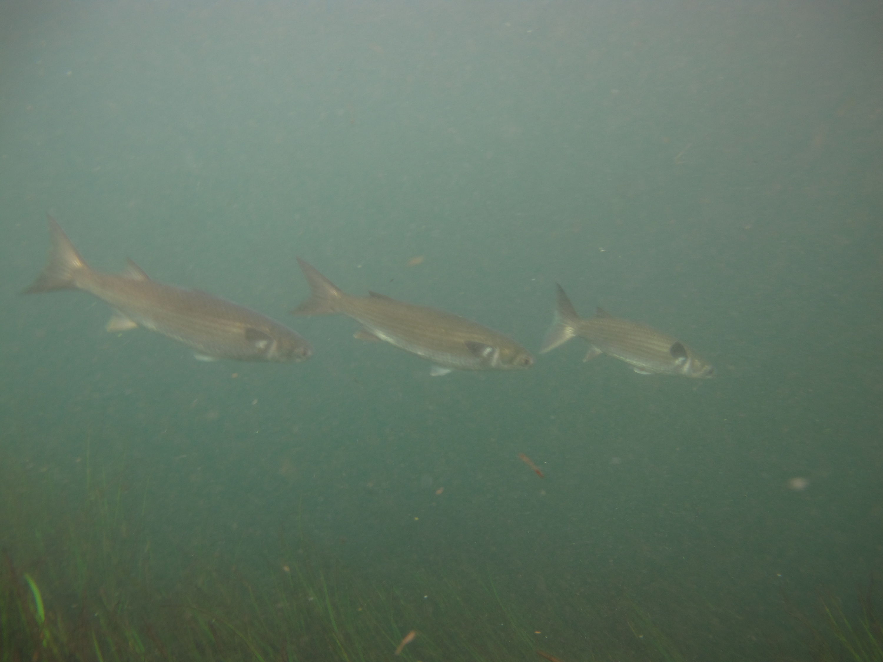 2010-01-23 Silver River - Mullet Drifting