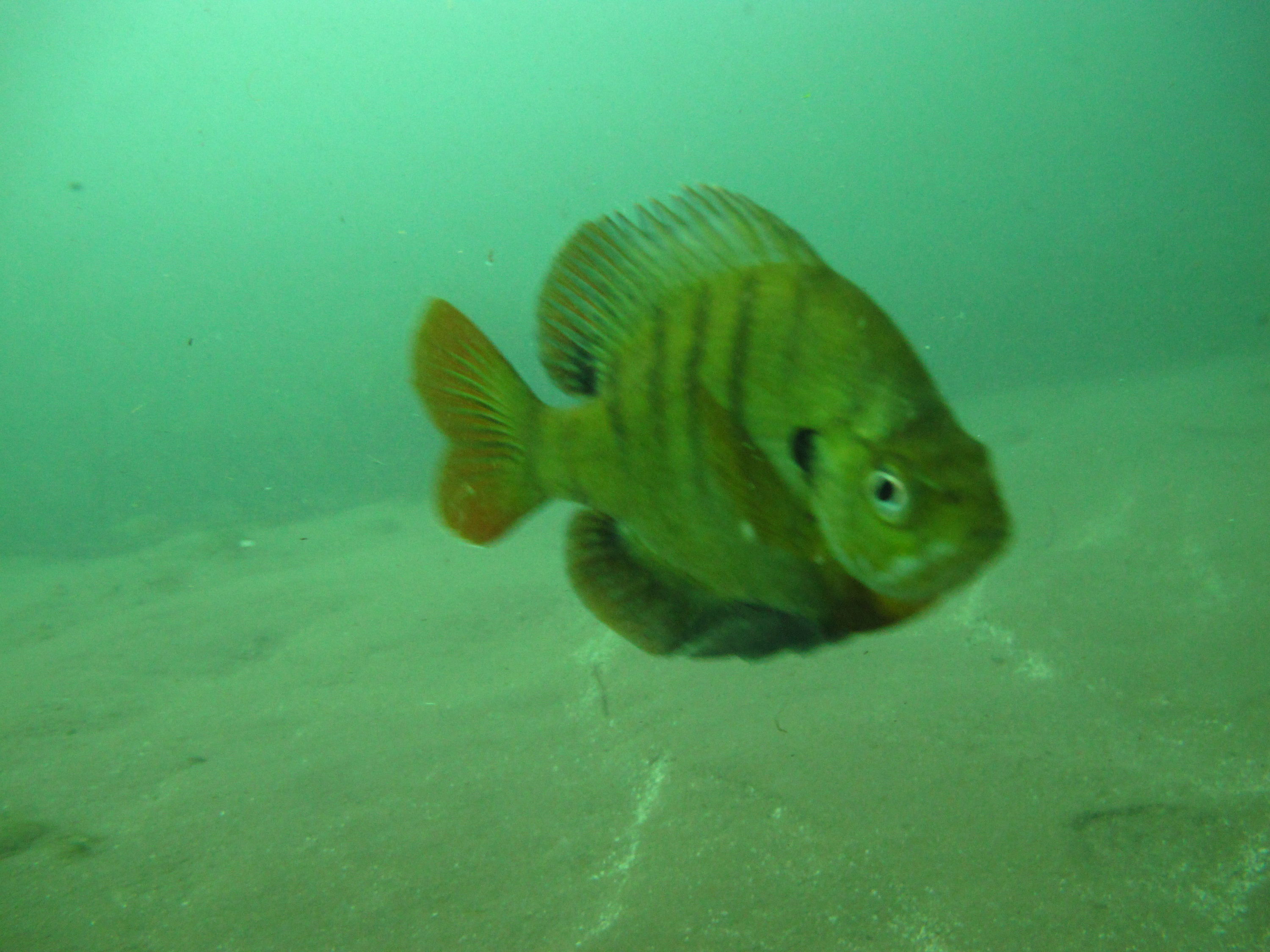 2010-01-23 Silver River Stickleback