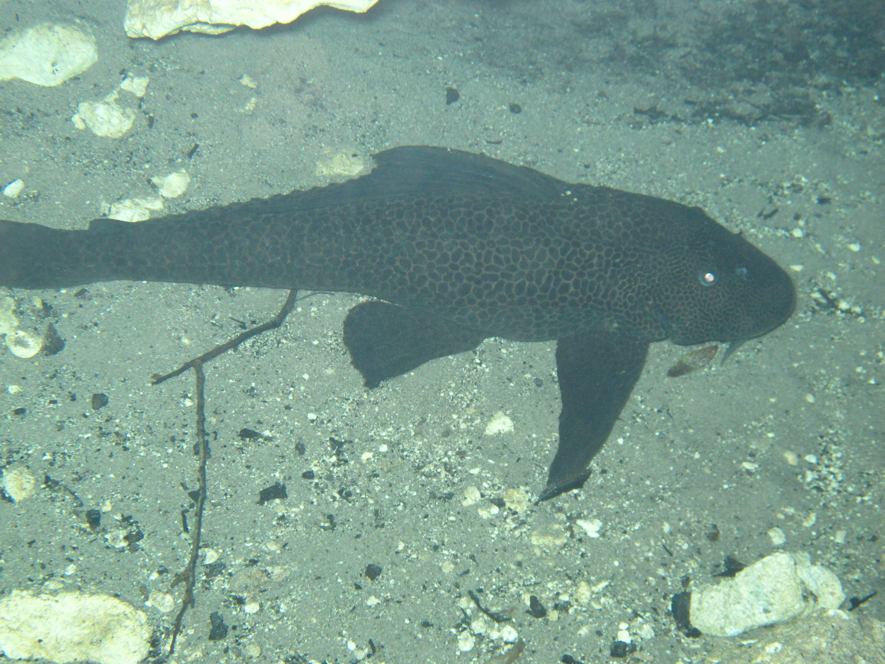 2010-01-24 Devils Den - Armored Catfish