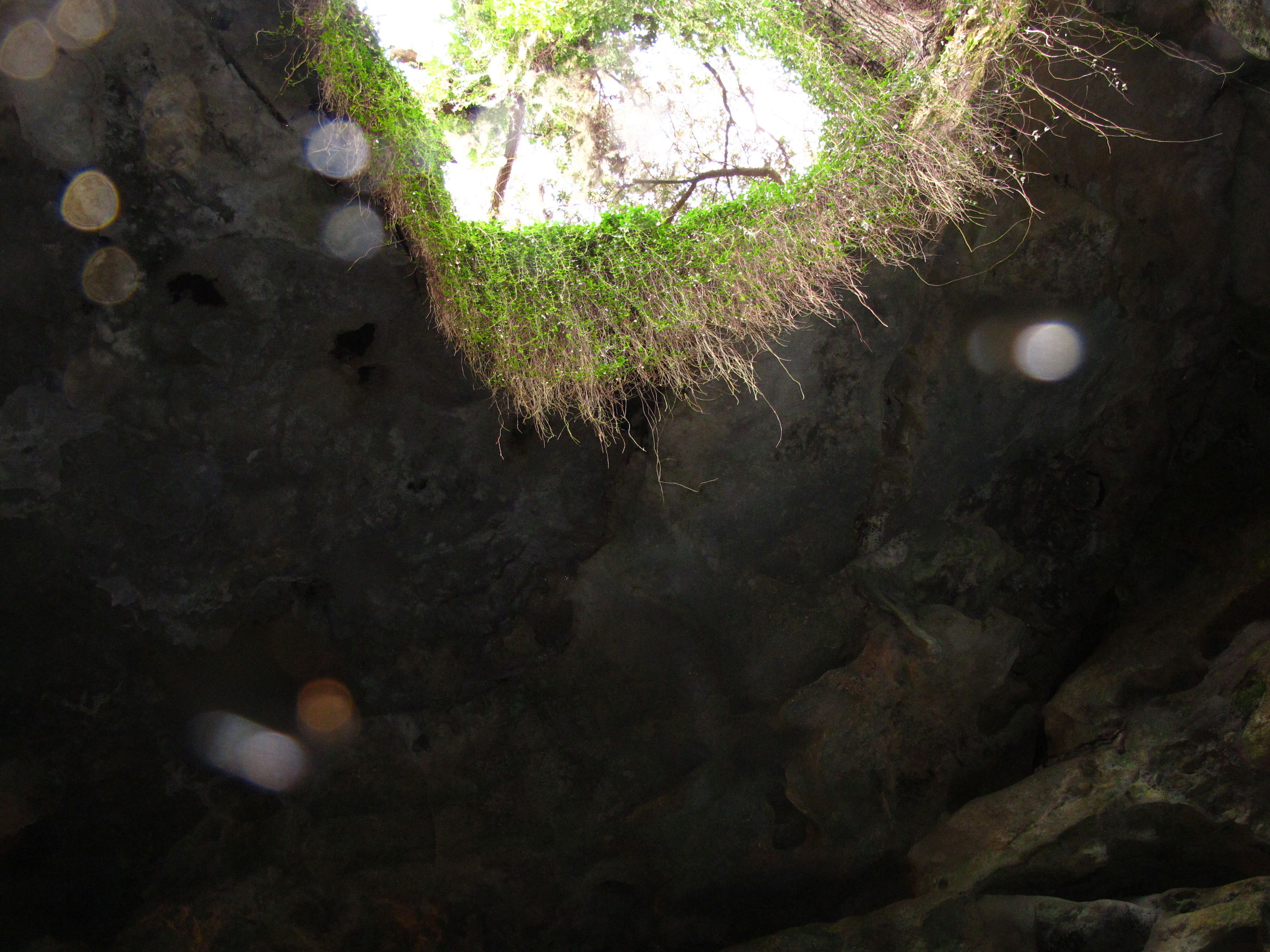 2010-01-24 Devils Den View from down in the sinkhole