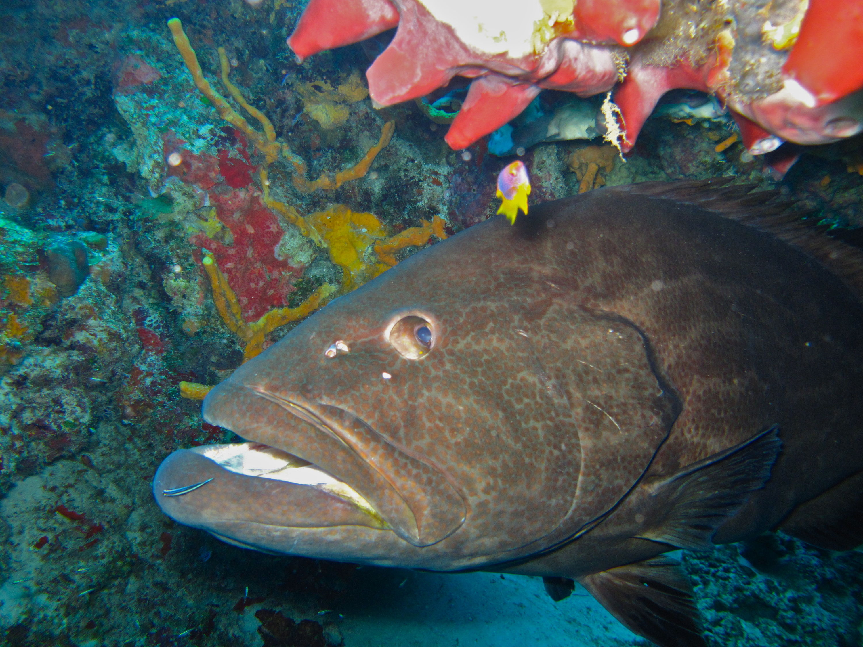 20100530_Cozumel_2192