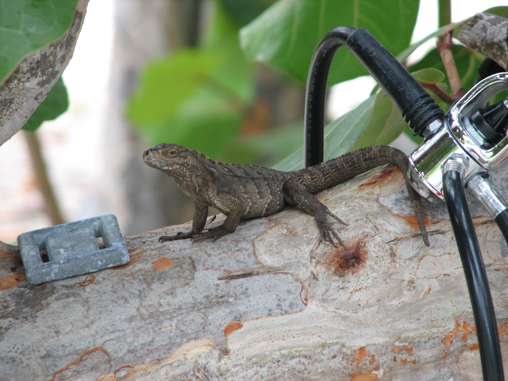 20_Small_Iguana_resting_by_my_regulator_1