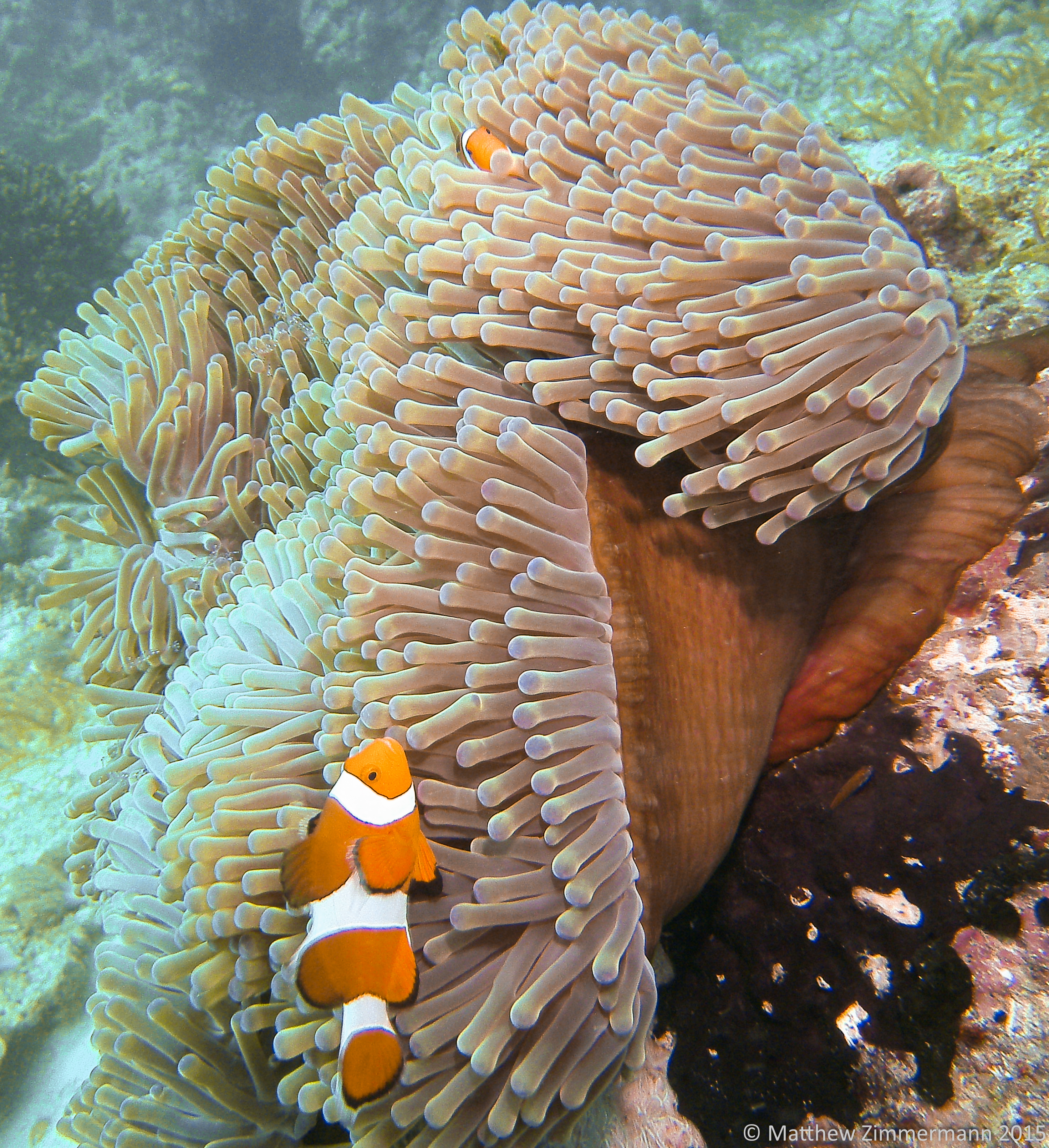 2708 Giant Anemone With Clownfish