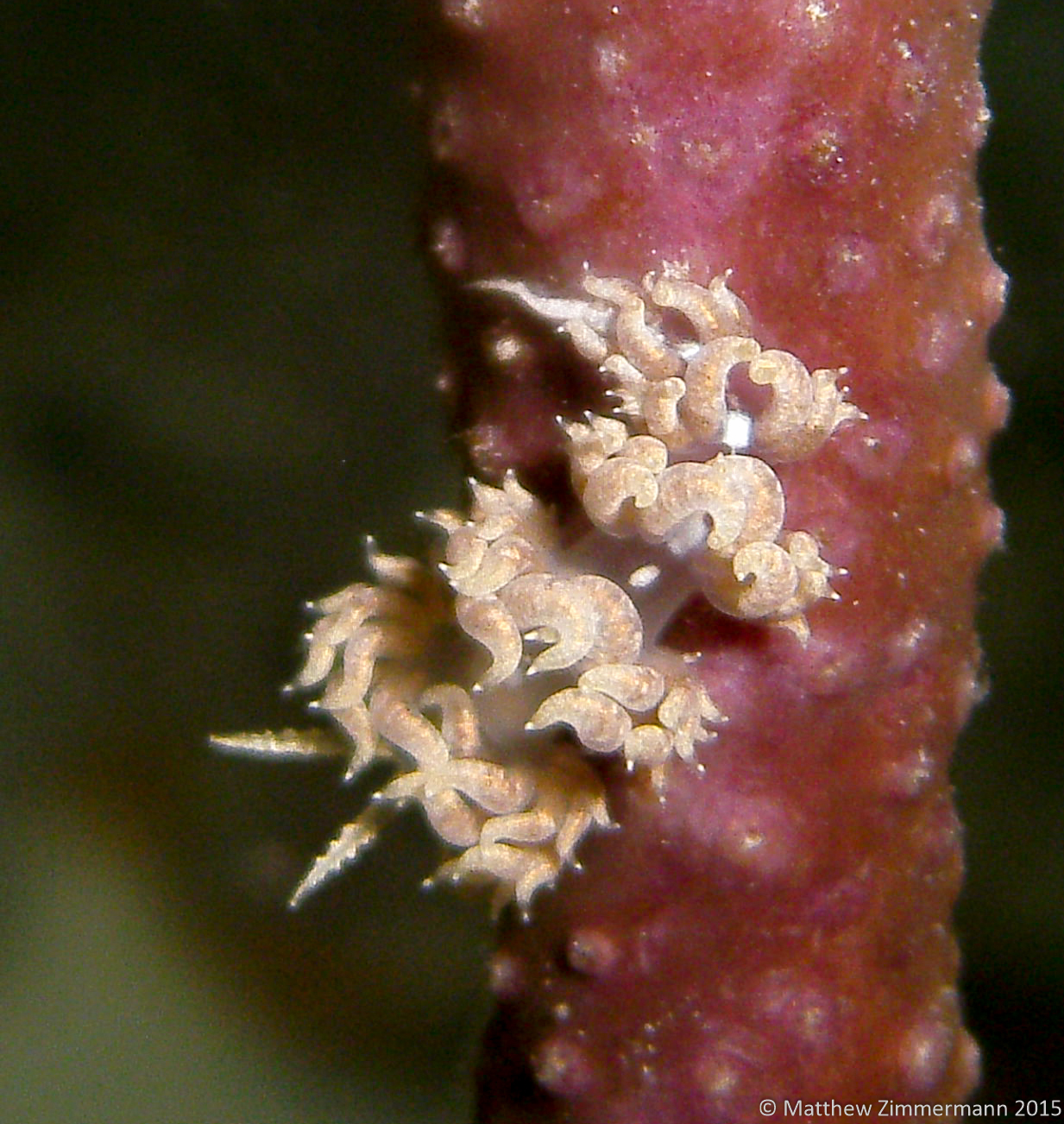 2807 White-Patch Aeolid Nudibranch
