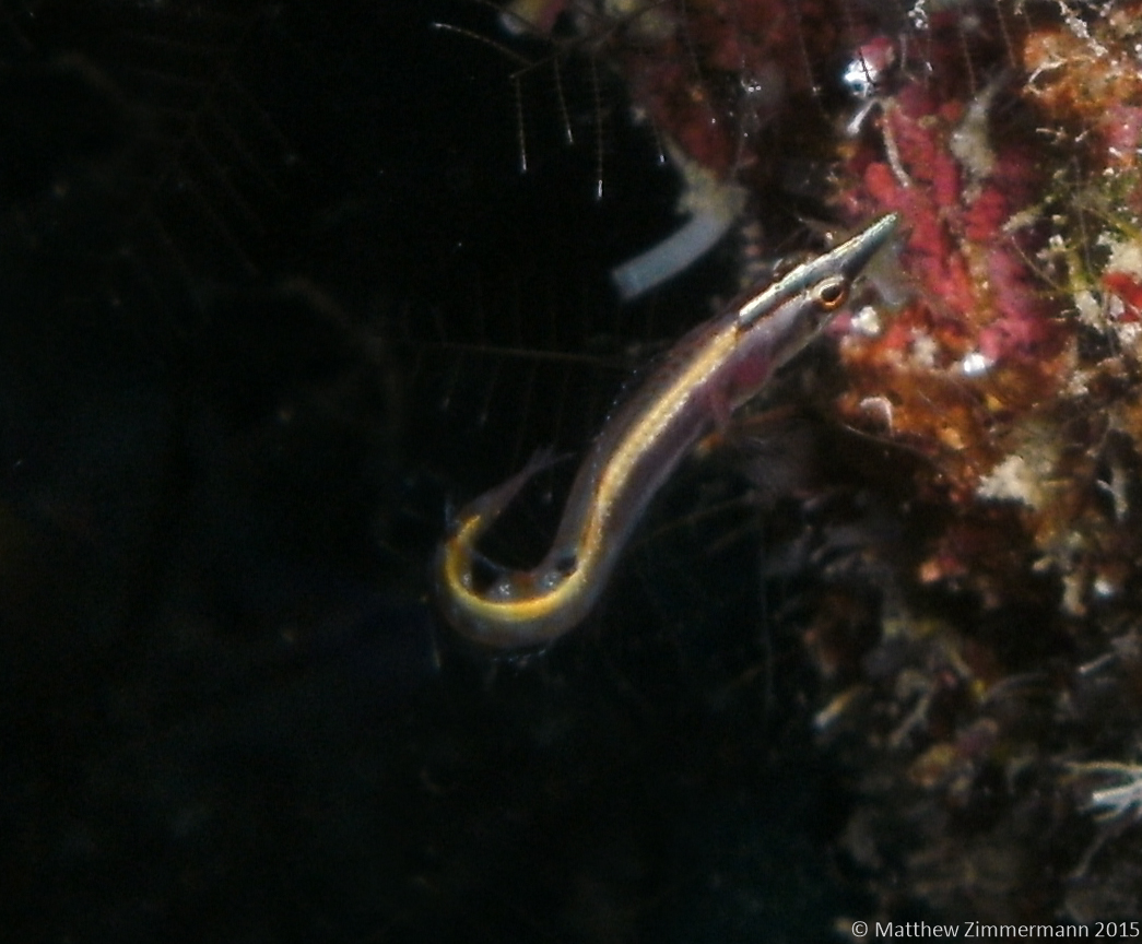 2842 Arrow Blenny With Prey. Look Closely At The Mouth.
