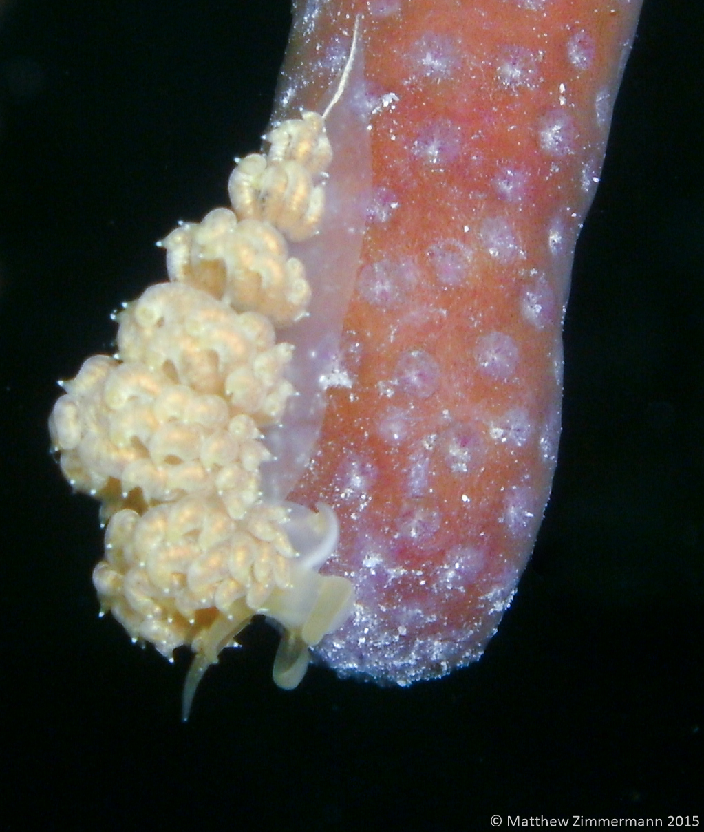 2861 White-Patch Aeolid Nudibranch