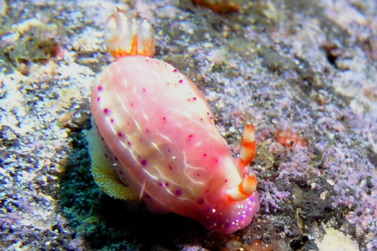 2_24Nudibranch