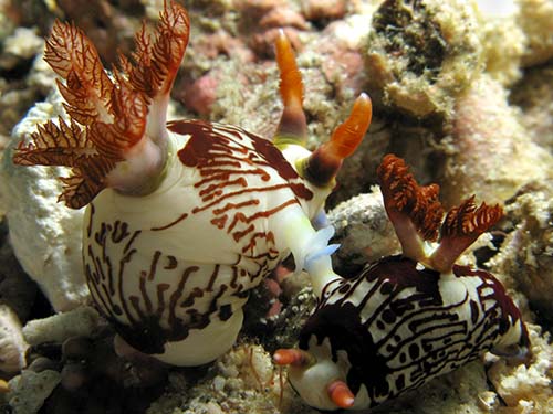 2_mating_nudibrnch3