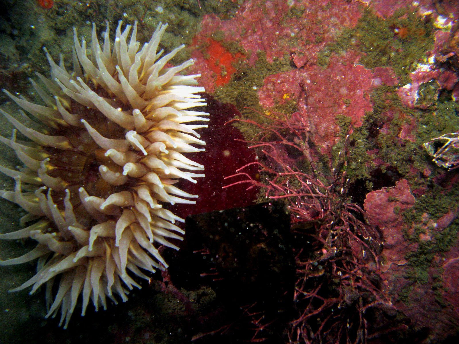 2nd of the two underwater photos I attempted. It was all lined up and then