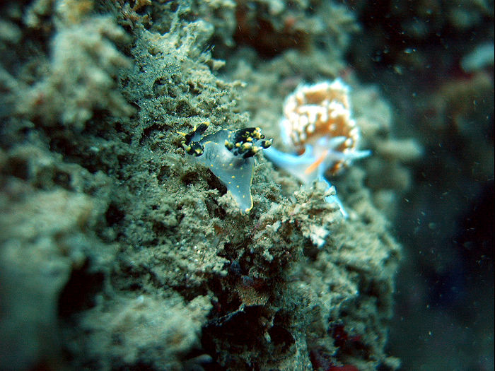 3 colored Polycera