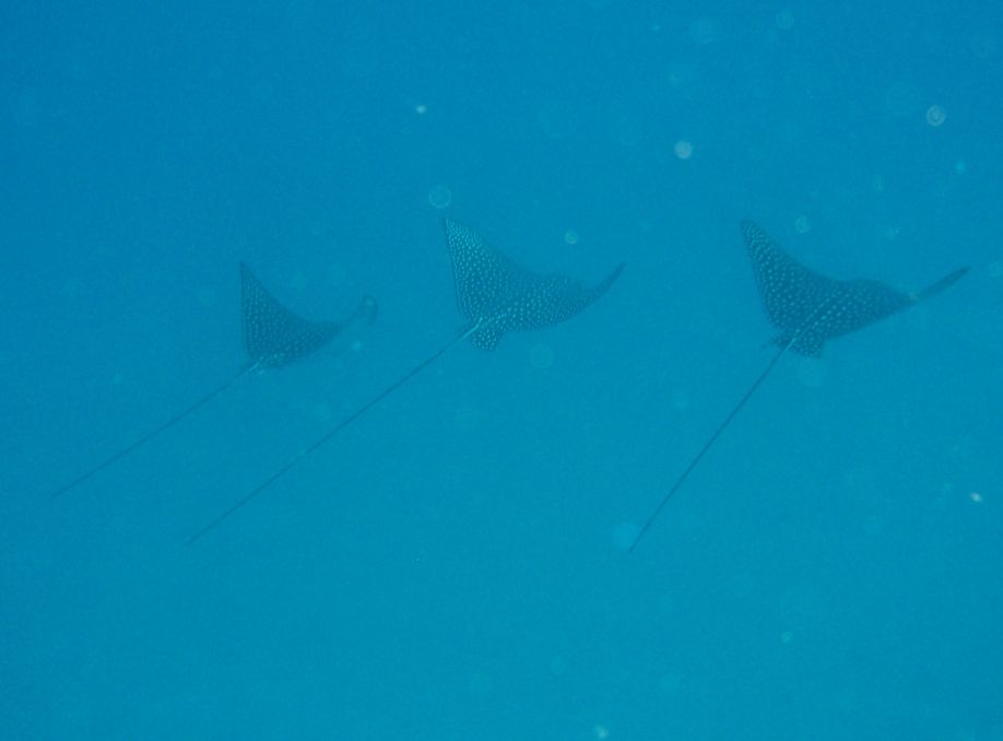 3 Eagle Rays on the Sea Tiger