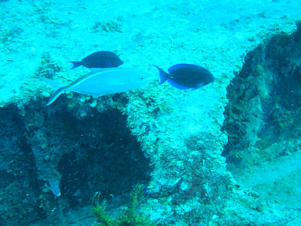 3 fish on the wreck