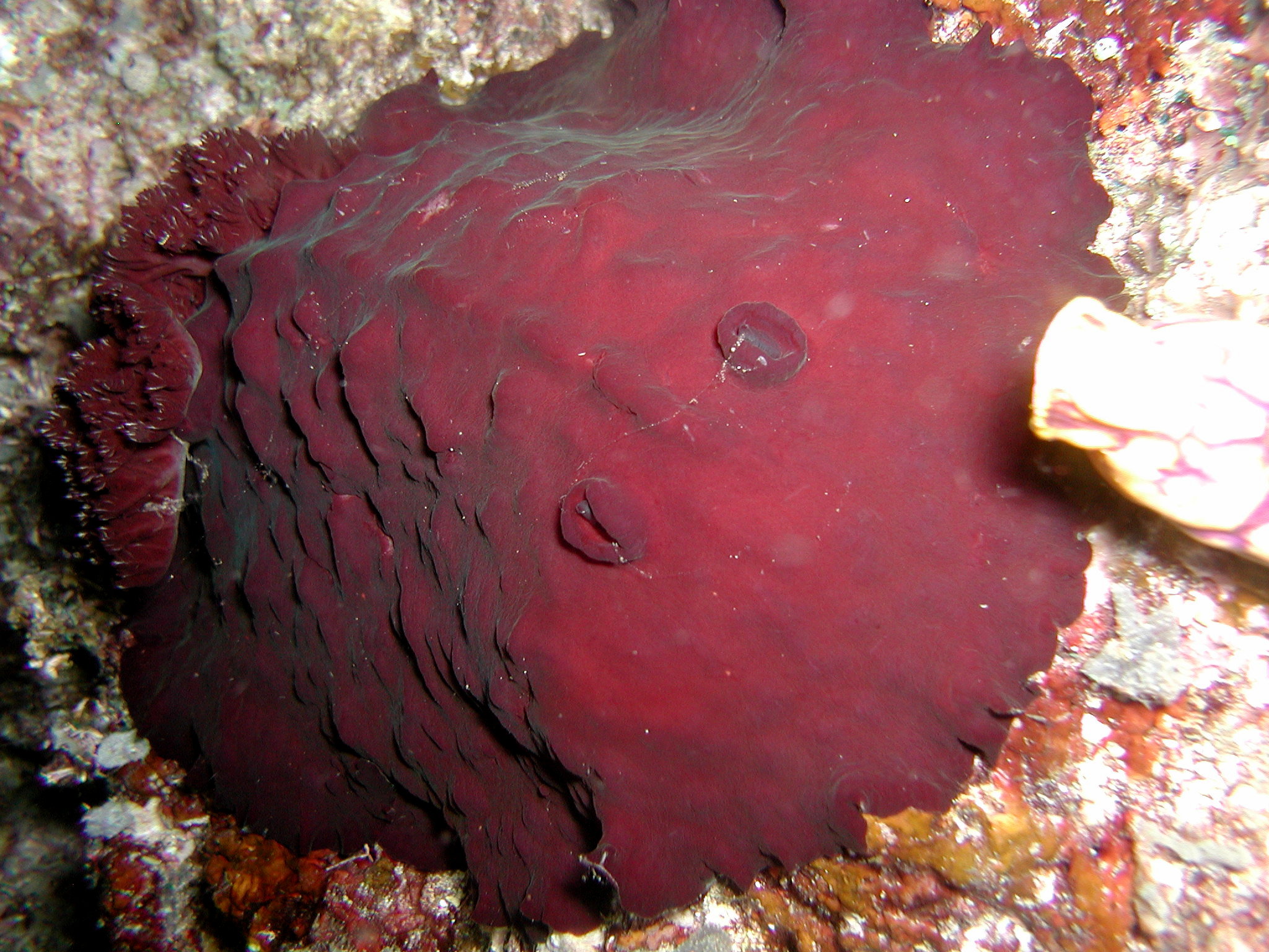 3-ft. Giant Nudi