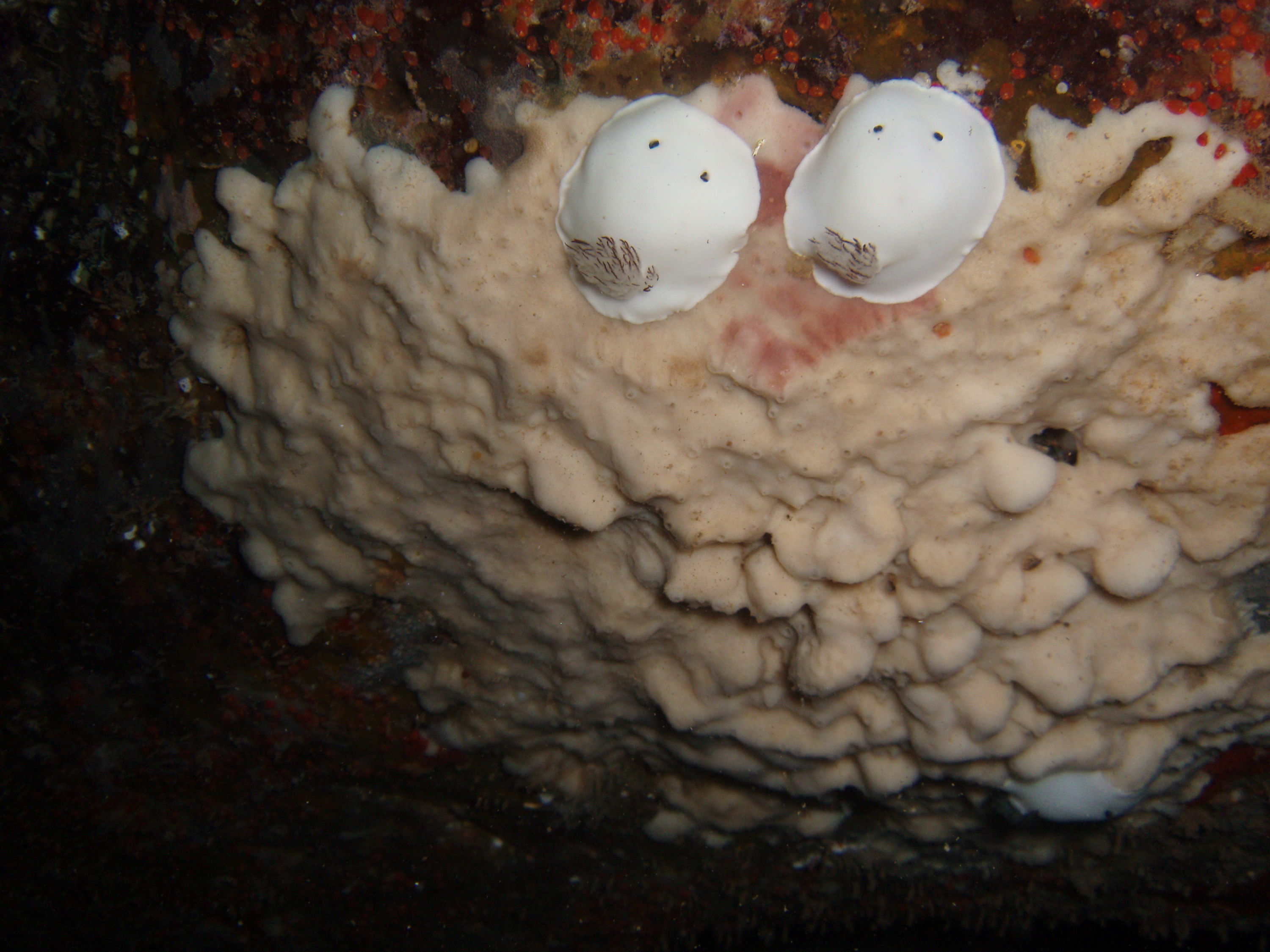 3 "Marshmallow" Nudis