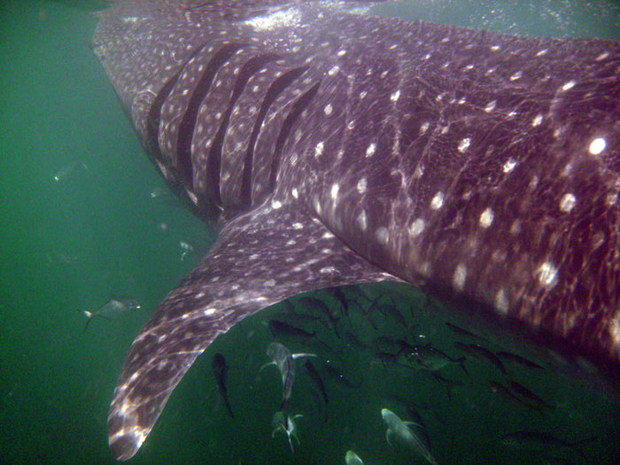 35' WhaleShark