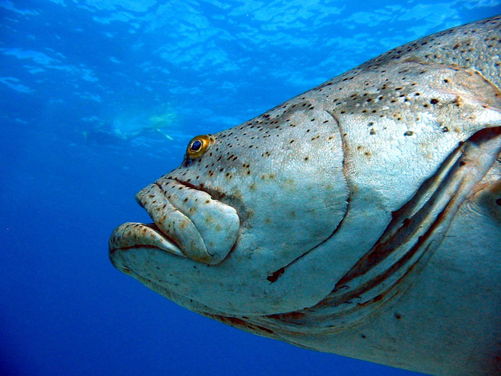 350+ pound  Goliath Grouper