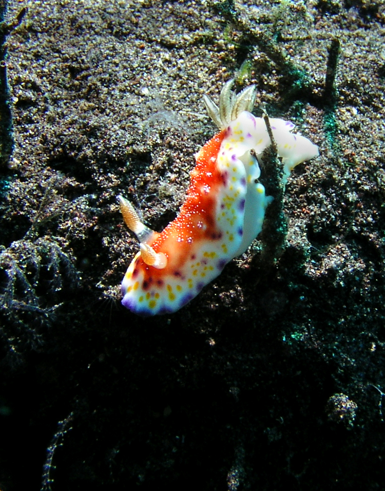 3_12Nudibranch