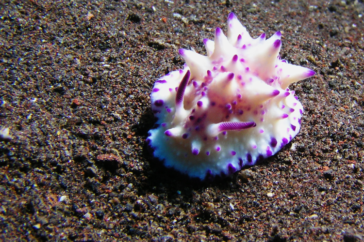 3_39Nudibranch