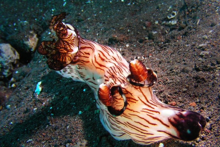 3_40Nudibranch