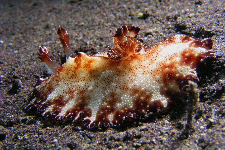 3_47Nudibranch