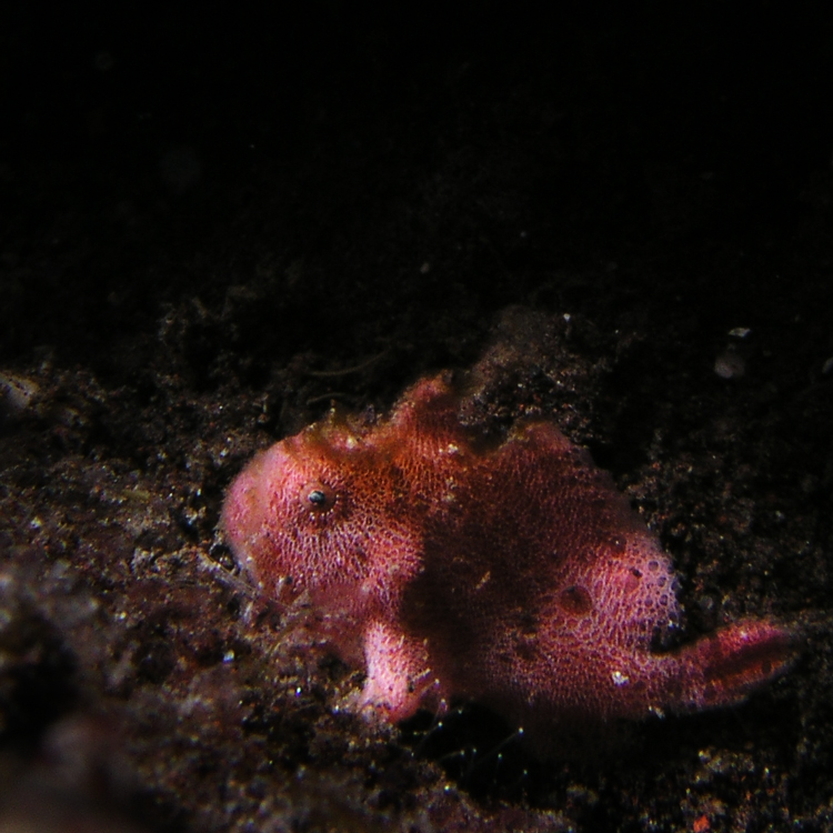 3_56JuvenileFrogFish