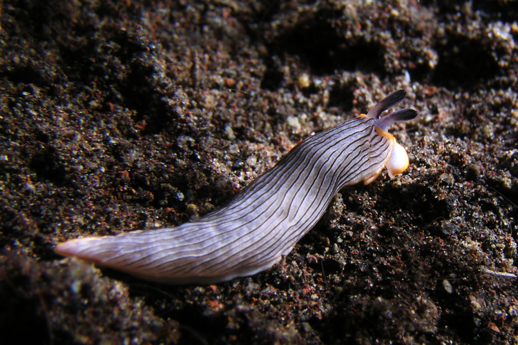 3_59Nudibranch