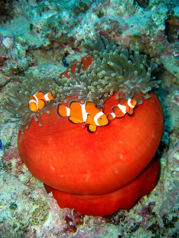 3_nemo