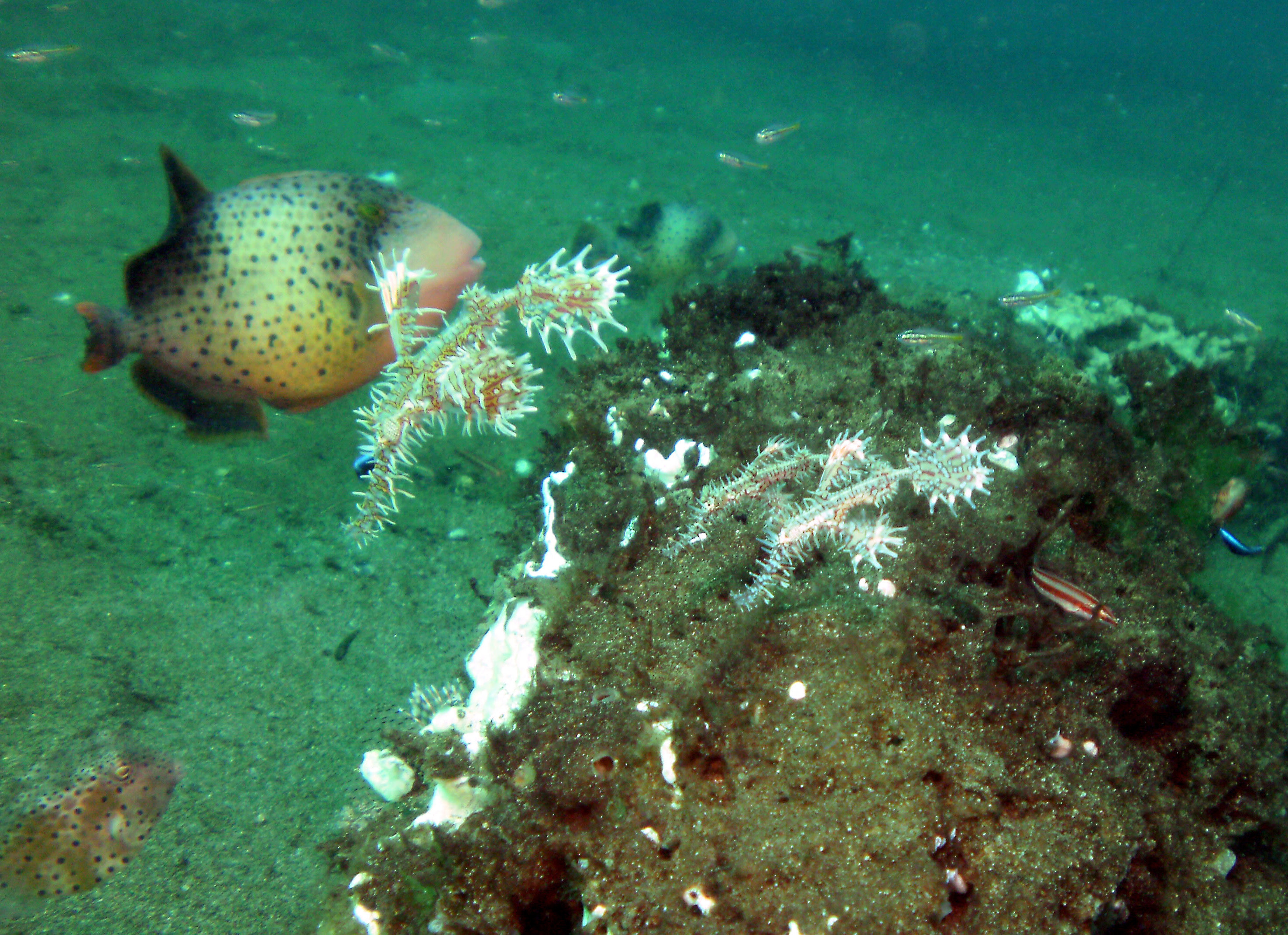 3_pipefish_and_a_triggerfish