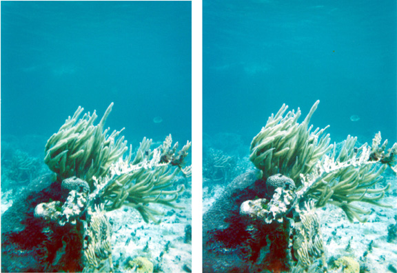 3D (Stereo ) cross your eyes 3D Coral