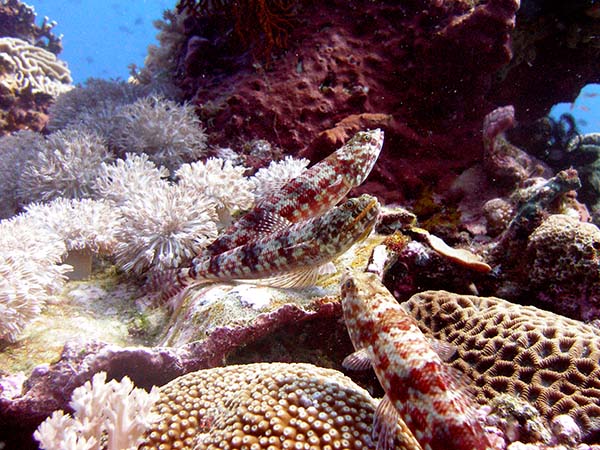 3lizardfishes