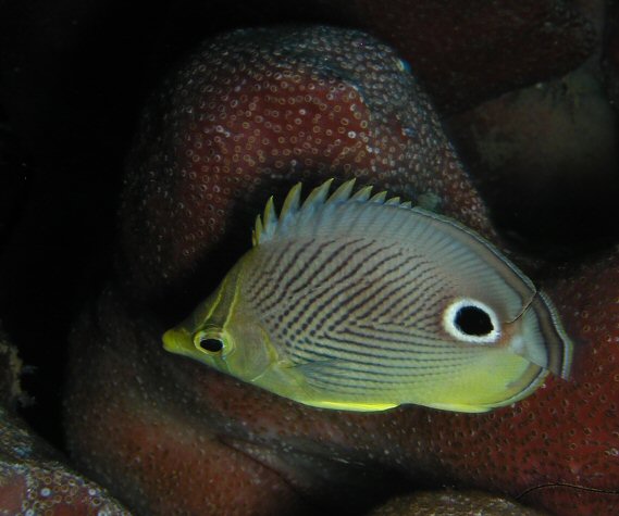 4-Eyed Butterfly: Little Cayman