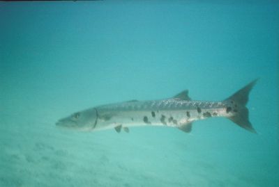 4 ft Barracuda