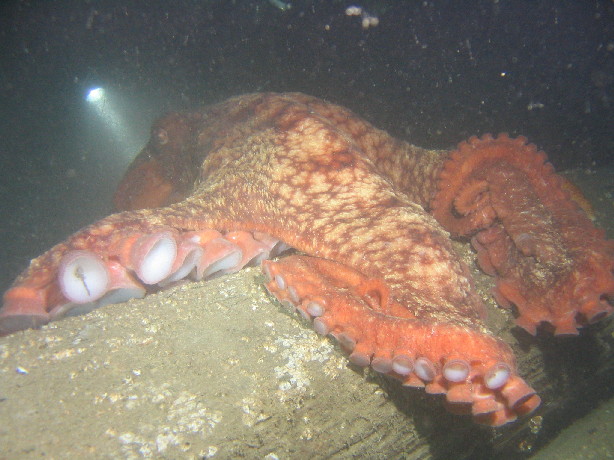 5'-6' Giant Pacific Octopus #1