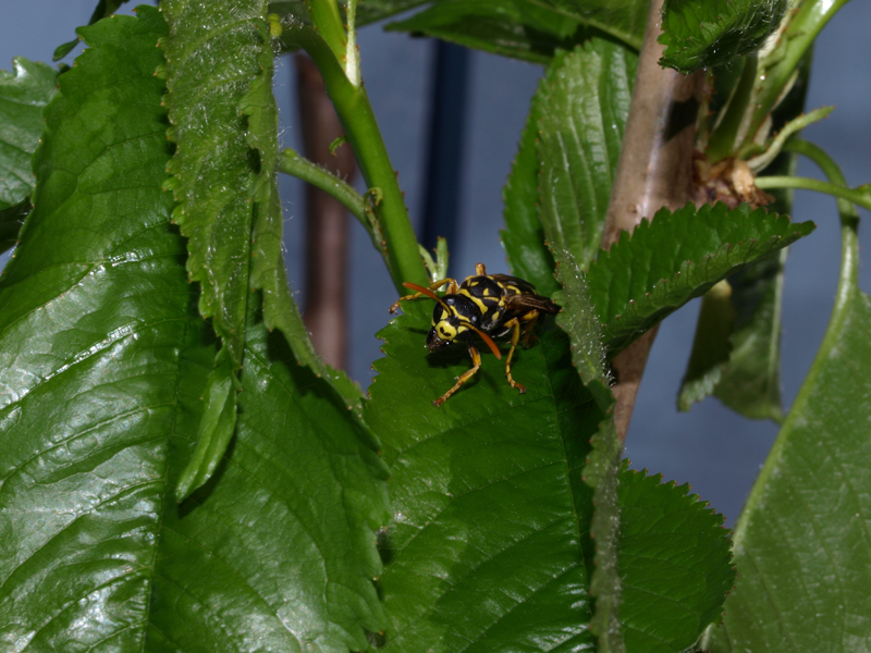 50mm Macro lens test 2