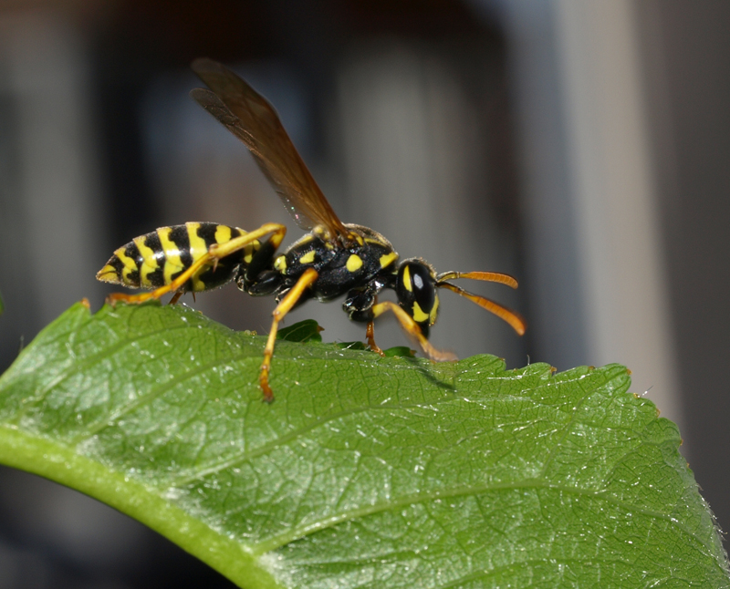 50mm Macro lens test 4