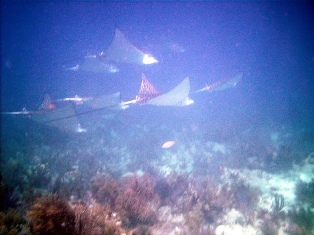 6 Spotted Eagle Rays