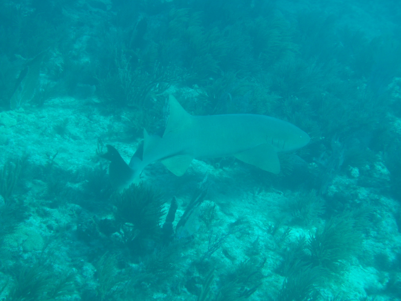 7 to 8 foot nurse shark