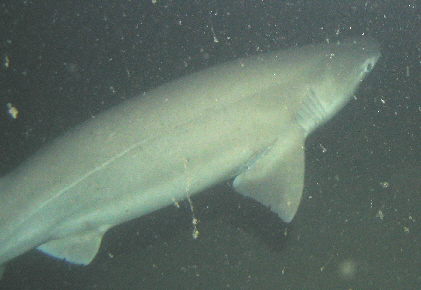 8'-9' Six Gill Shark