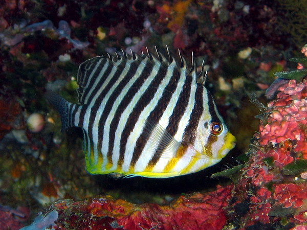 8 Barred Angelfish