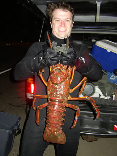 9 pound lobster